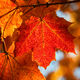 Maple
