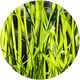 Vegetal