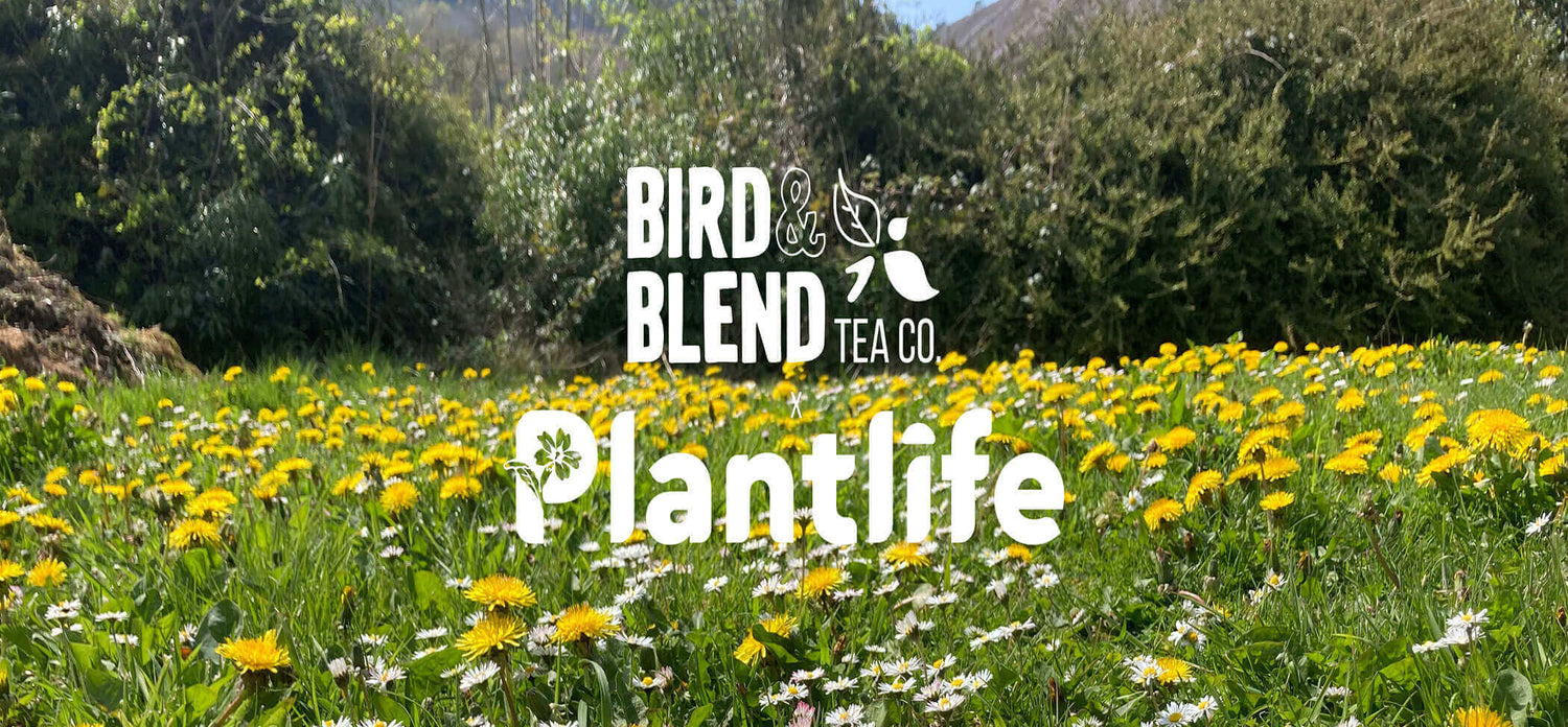 Bird & Blend Plantlife trees, grass, daisy  & dandelions