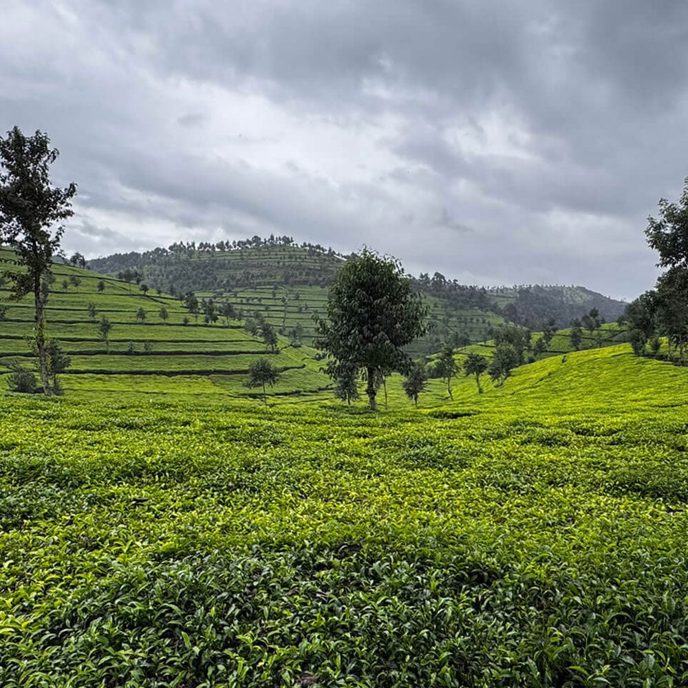 tea leaf field in Rwanda 